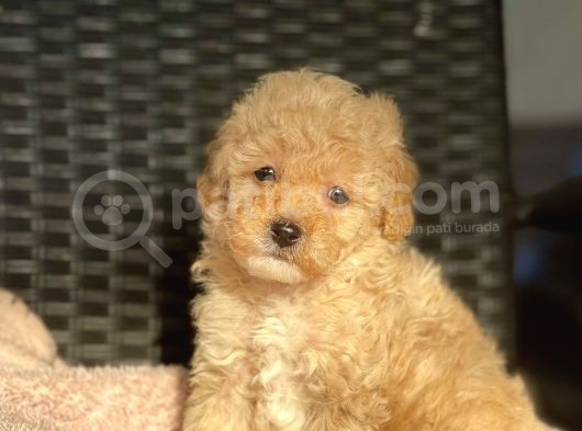 Bebek Surat Toy Poodle Yavrularimiz görsel