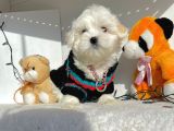 Maltese Mini Boy Sevimli Yavrular