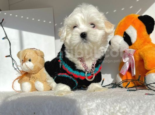 Maltese Mini Boy Sevimli Yavrular