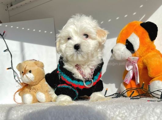 Maltese Mini Boy Sevimli Yavrular görsel