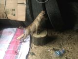 Orijinal Pitbull Tiger