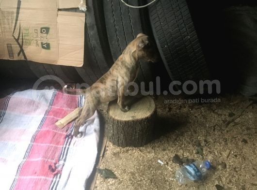 Orijinal Pitbull Tiger görsel