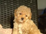 Bebek Surat Toy Poodle Yavrularimiz