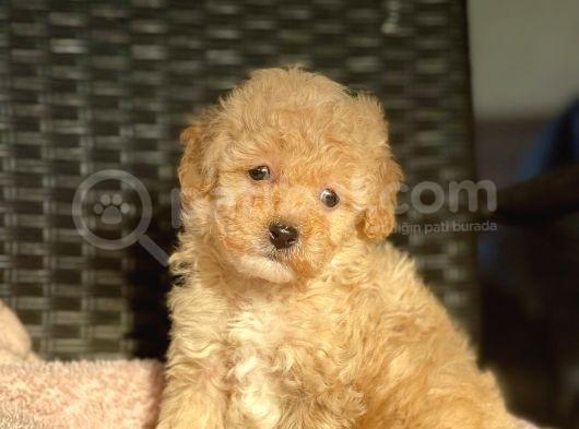 Bebek Surat Toy Poodle Yavrularimiz görsel