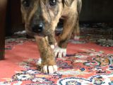 Orijinal Pitbull Tiger