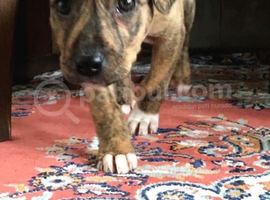 Orijinal Pitbull Tiger