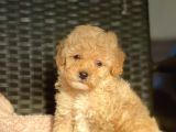Bebek Surat Toy Poodle Yavrularimiz