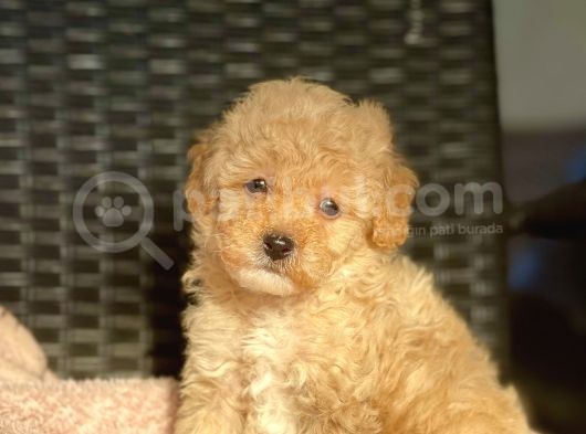 Bebek Surat Toy Poodle Yavrularimiz