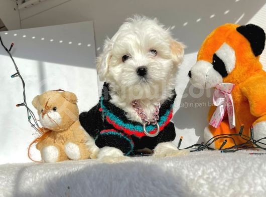 Maltese Mini Boy Sevimli Yavrular görsel