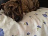 Orijinal Pitbull Tiger
