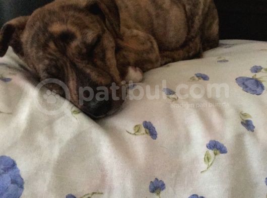 Orijinal Pitbull Tiger görsel