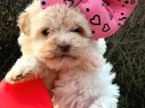 Bardak Boy Maltipoo Bebekler
