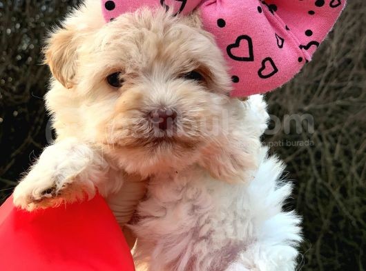 Bardak Boy Maltipoo Bebekler
