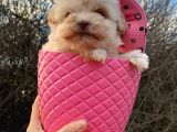 Bardak Boy Maltipoo Bebekler