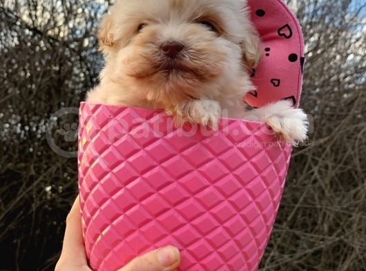 Bardak Boy Maltipoo Bebekler görsel