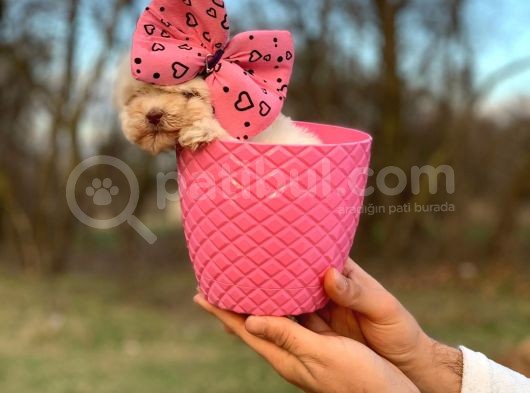 Bardak Boy Maltipoo Bebekler görsel
