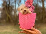 Bardak Boy Maltipoo Bebekler