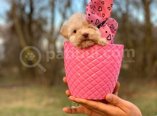 Bardak Boy Maltipoo Bebekler görsel