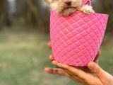 Bardak Boy Maltipoo Bebekler