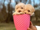 0 Numara Maltipoo