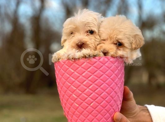 0 Numara Maltipoo görsel
