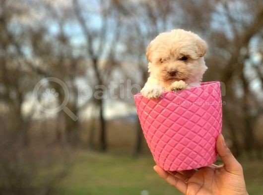 Küçük Maltipoo Bebeğim görsel