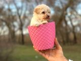 Küçük Maltipoo Bebeğim
