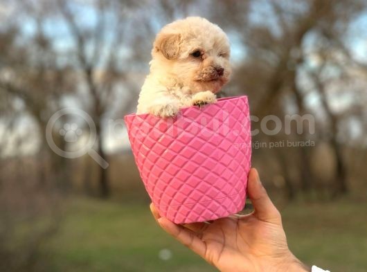 Küçük Maltipoo Bebeğim görsel