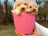 0 Numara Maltipoo