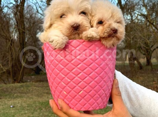 0 Numara Maltipoo
