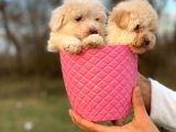 0 Numara Maltipoo
