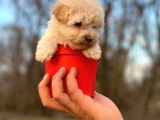 Teacup Maltipoo Bebeğim