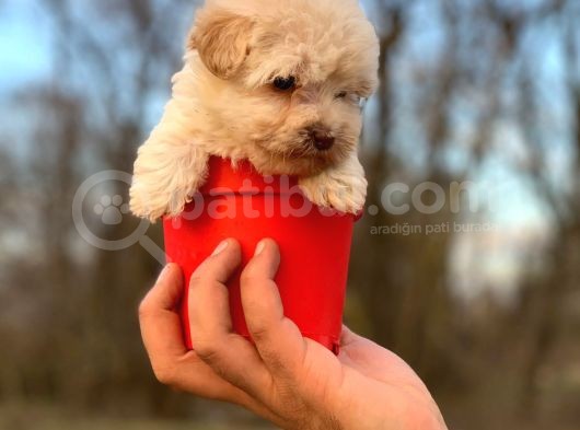 Teacup Maltipoo Bebeğim görsel