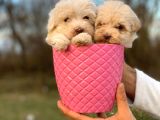 0 Numara Maltipoo