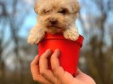 Teacup Maltipoo Bebeğim