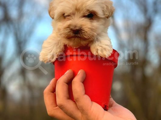 Teacup Maltipoo Bebeğim görsel