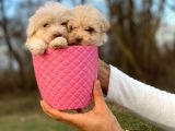 0 Numara Maltipoo