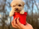 Teacup Maltipoo Bebeğim