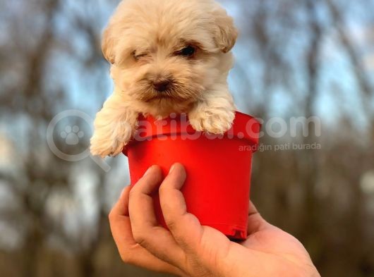 Teacup Maltipoo Bebeğim görsel