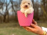 Küçük Maltipoo Bebeğim