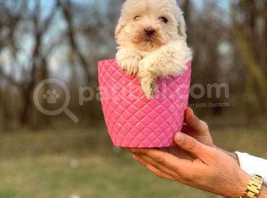 Küçük Maltipoo Bebeğim görsel