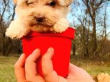 Teacup Maltipoo Bebeğim