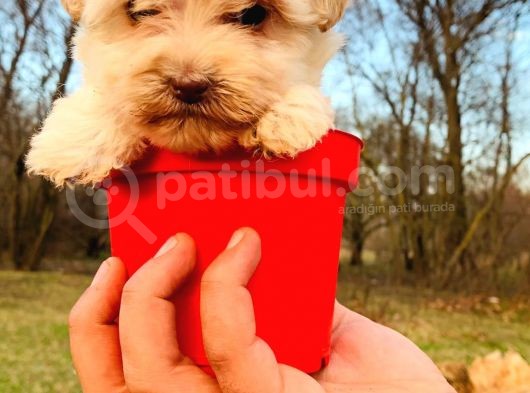 Teacup Maltipoo Bebeğim