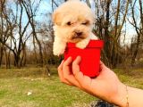 Teacup Maltipoo Bebeğim