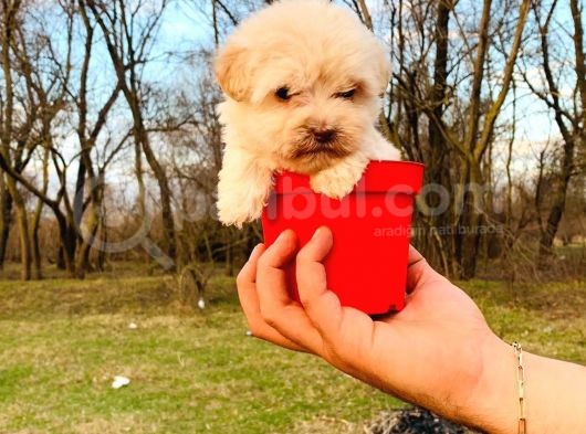 Teacup Maltipoo Bebeğim görsel