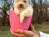 Küçük Maltipoo Bebeğim