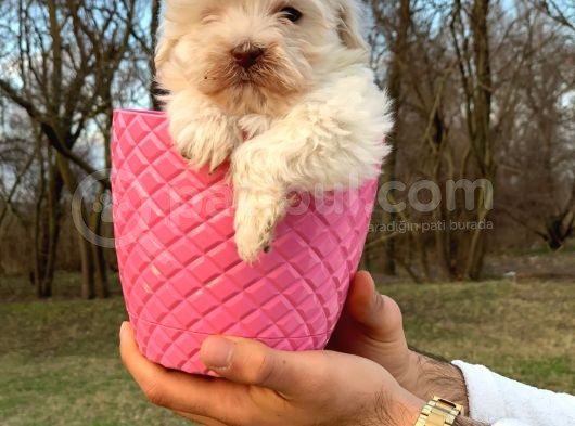 Küçük Maltipoo Bebeğim