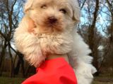 Xsmall Maltipoo Bebeğim