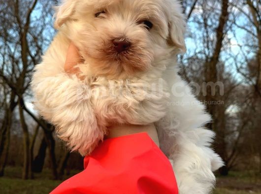 Xsmall Maltipoo Bebeğim görsel