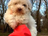 Xsmall Maltipoo Bebeğim